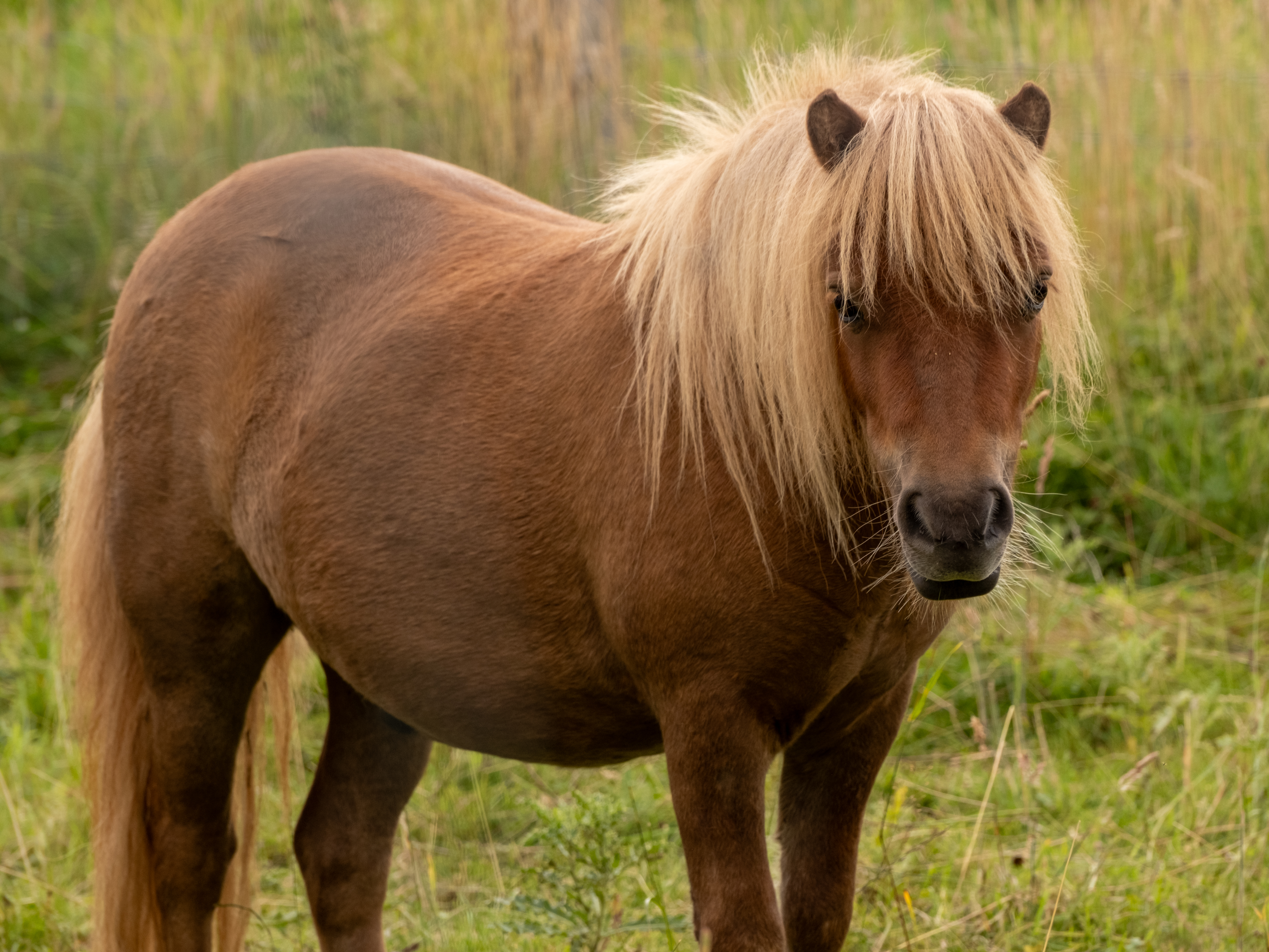 Shetland ponies IMAGE RLF 2026